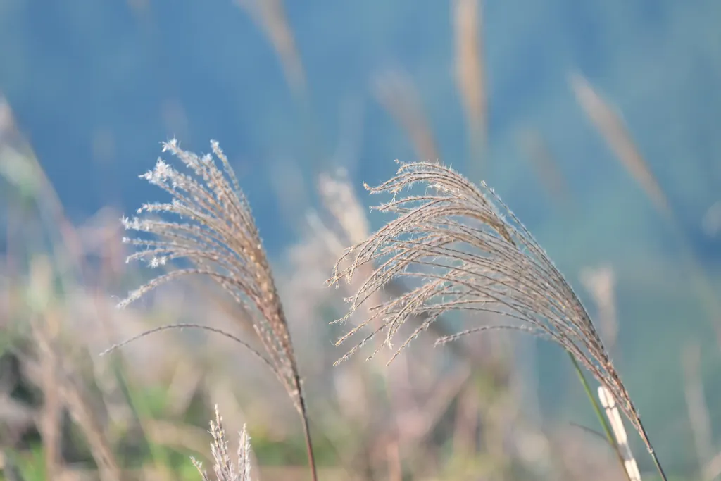 温柔芒草