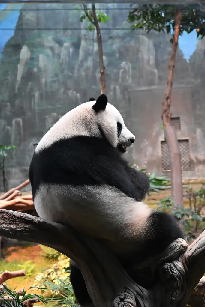 贪吃熊安安的惊鸿一瞥
