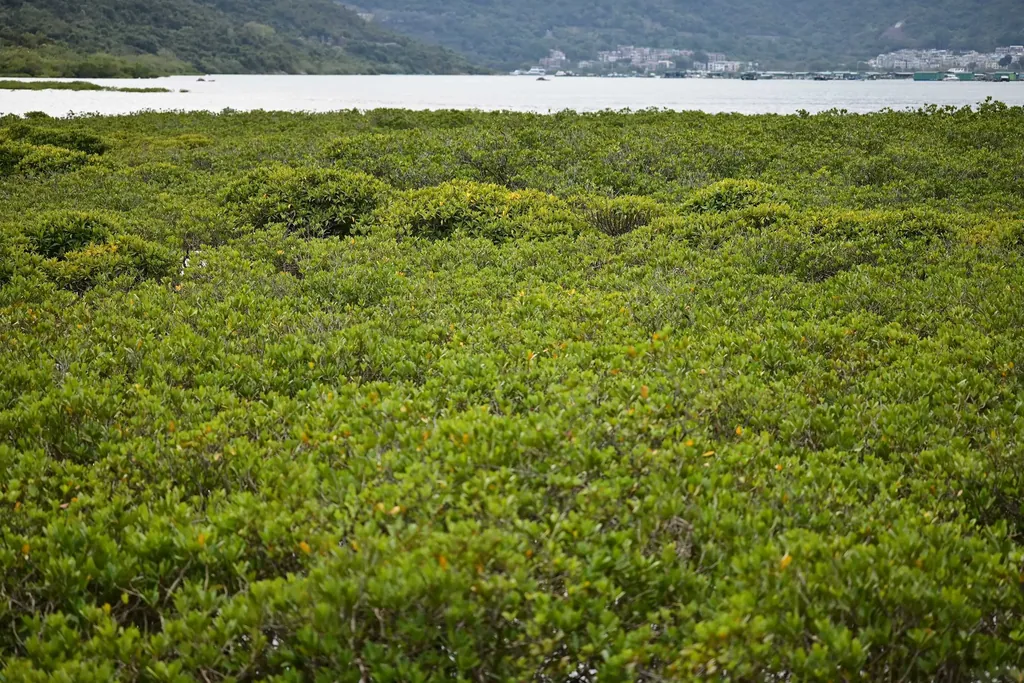 深涌码头红树林