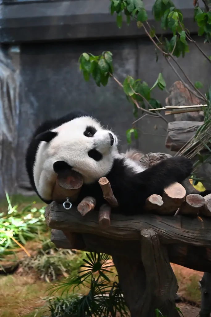犯困熊可可的回眸一笑