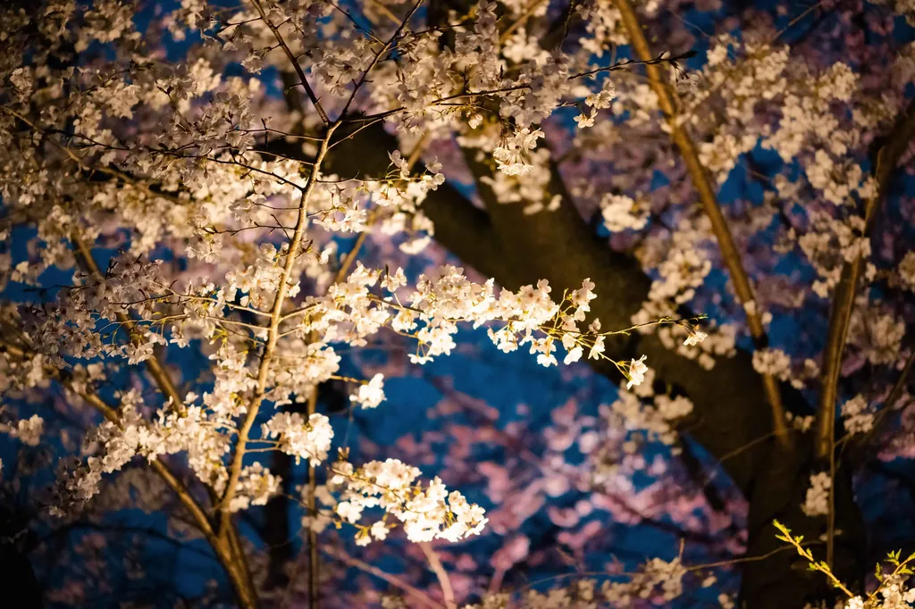 夜樱