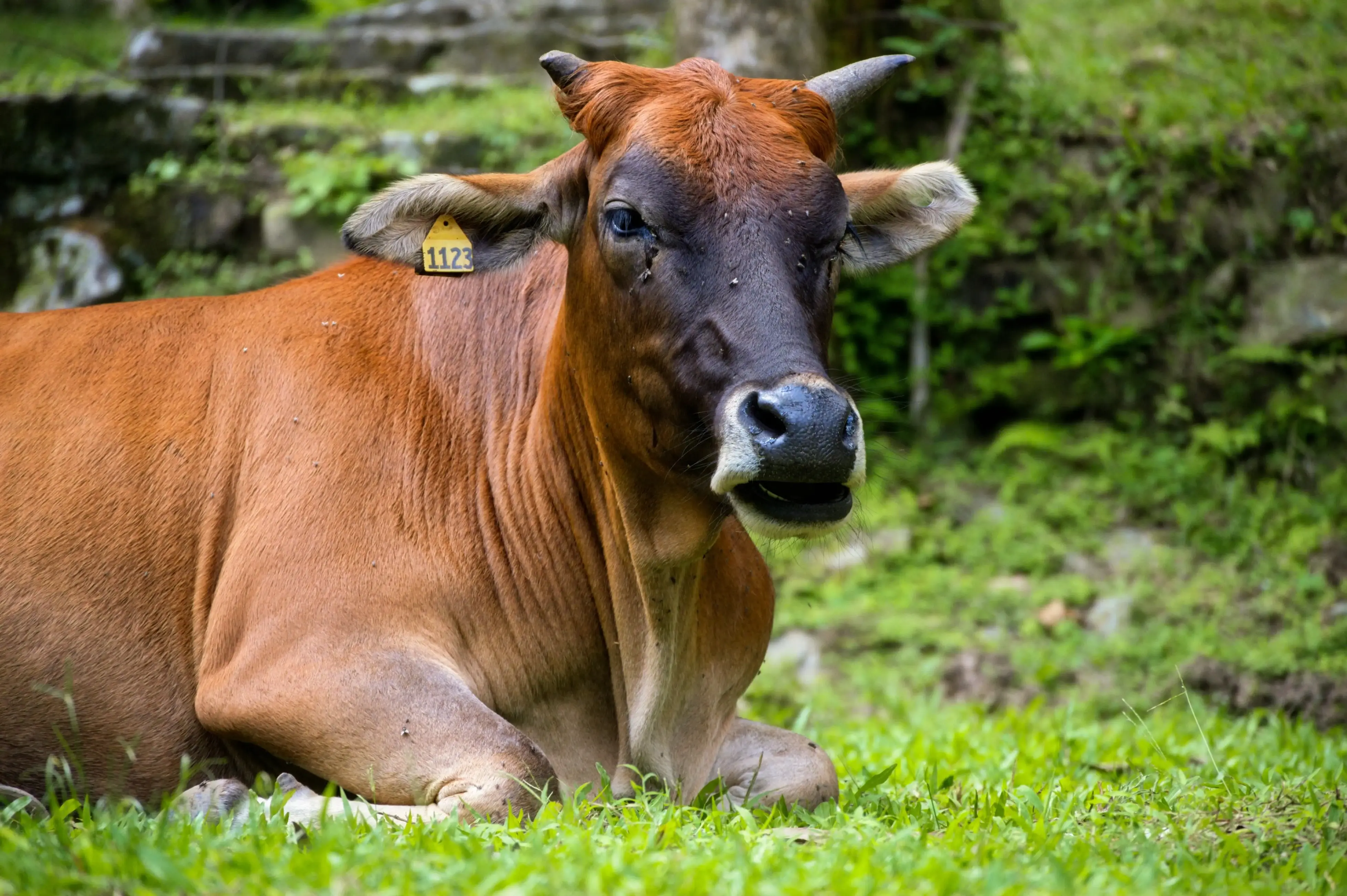 悠闲反刍的大黄牛