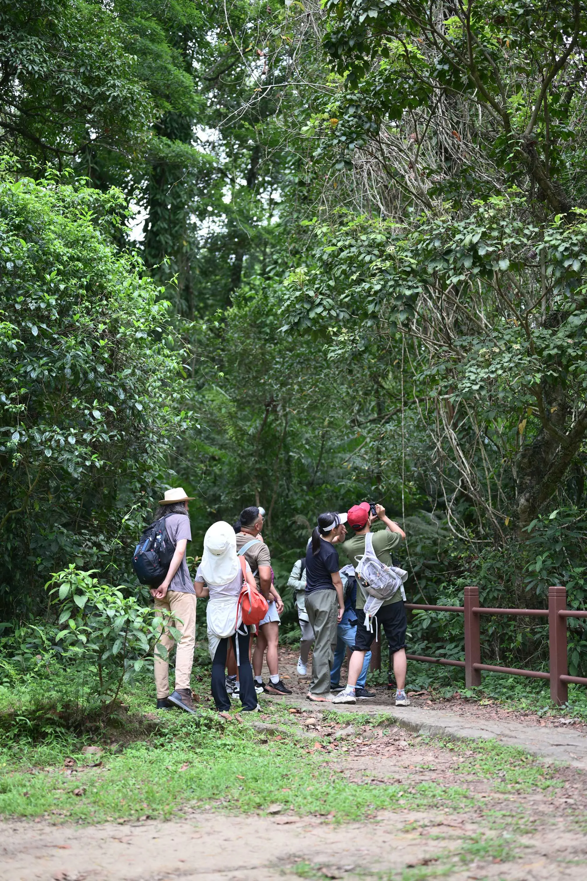 围观树梢的啄木鸟