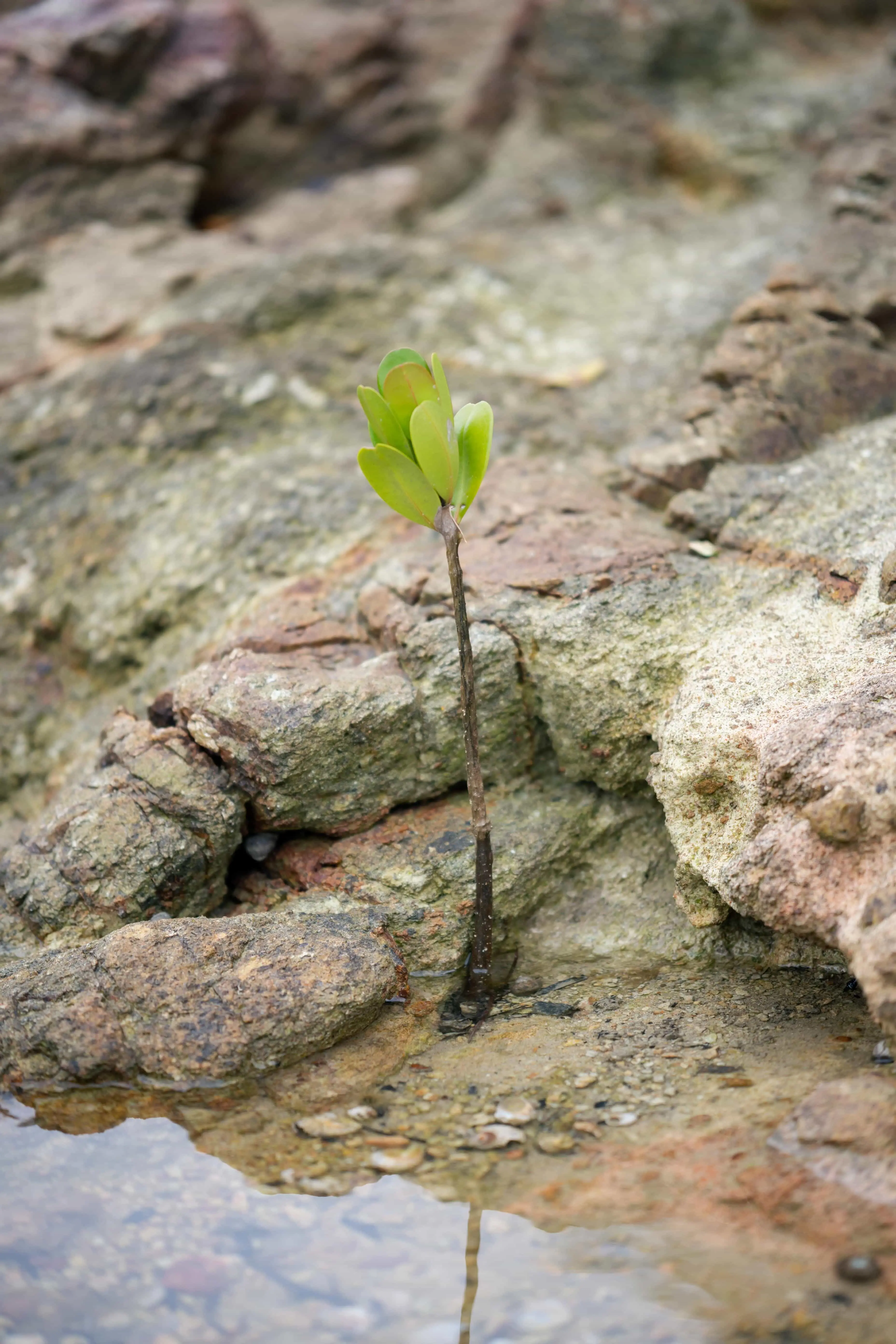 荔枝庄幼年红树