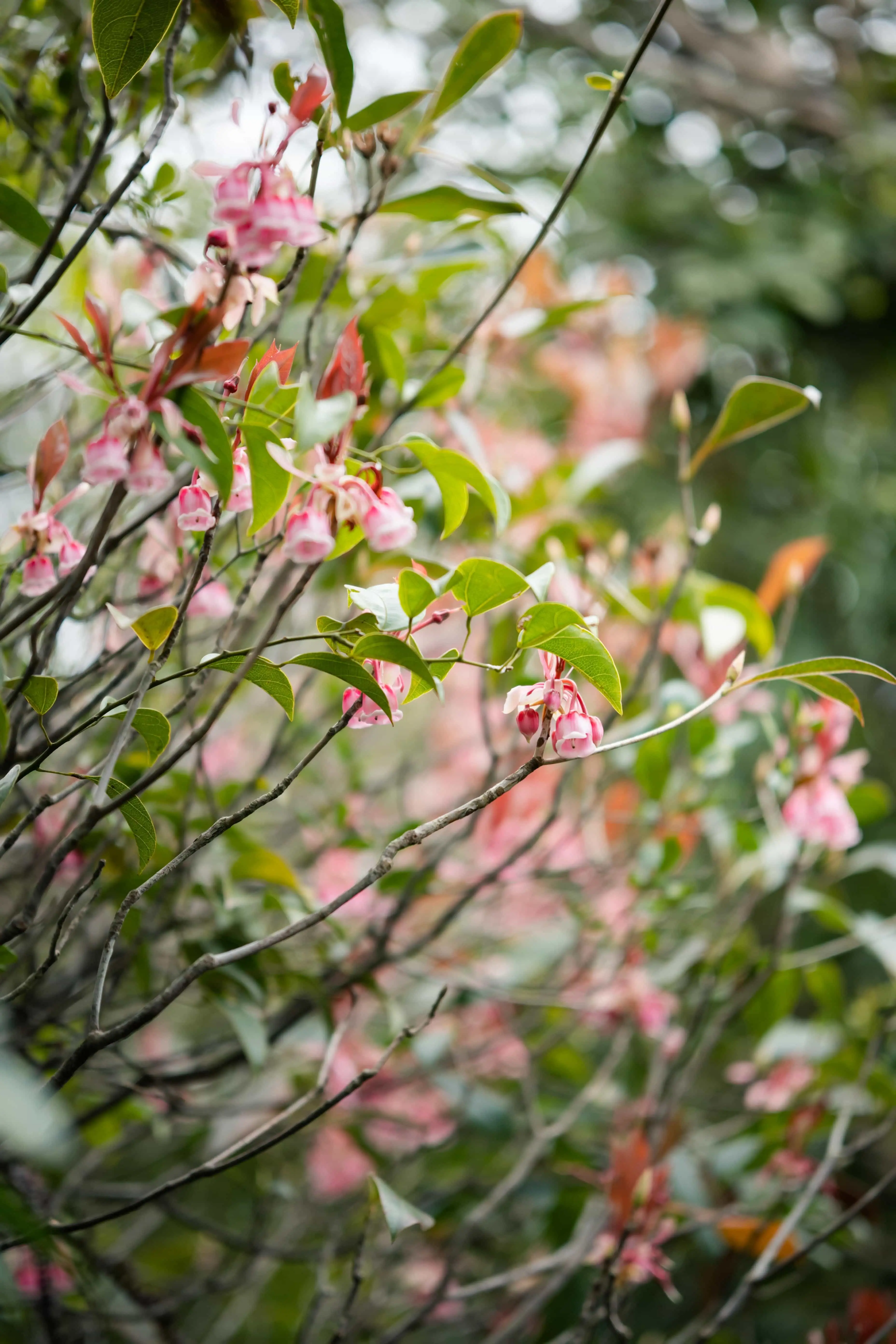 野路忽逢吊钟花
