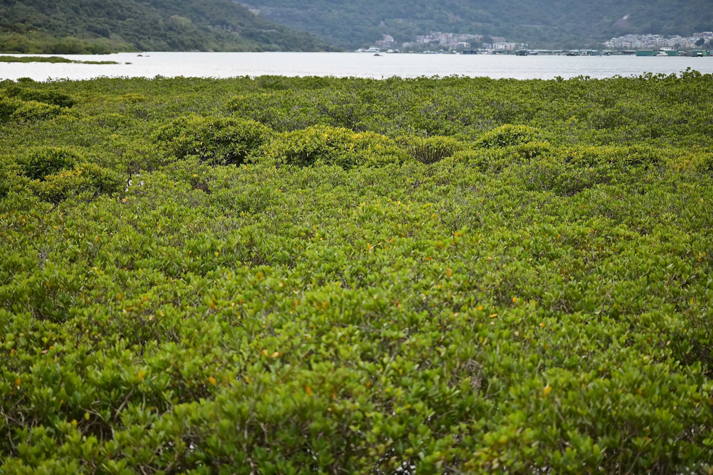 深涌码头红树林