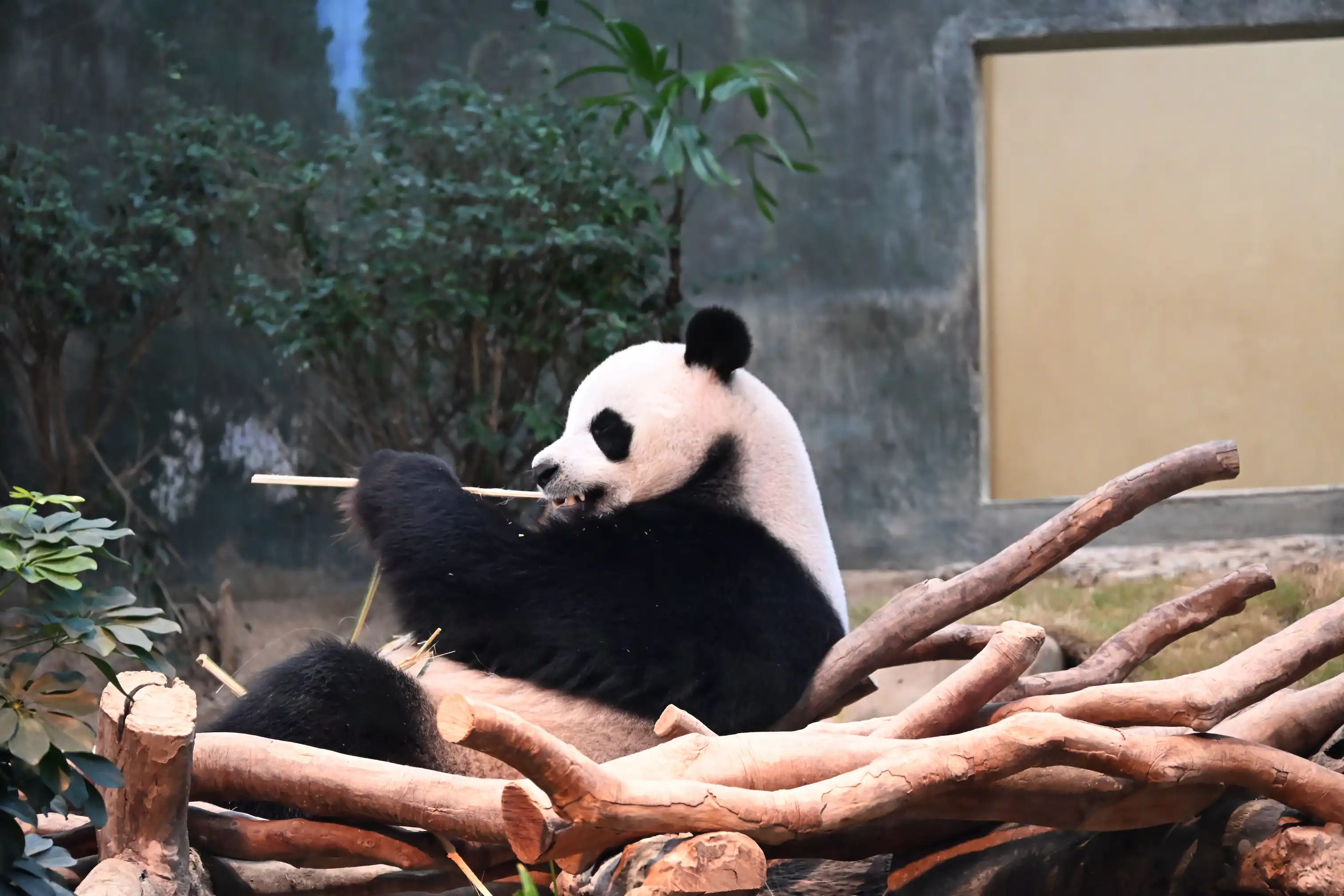 贪吃熊安安的另一面