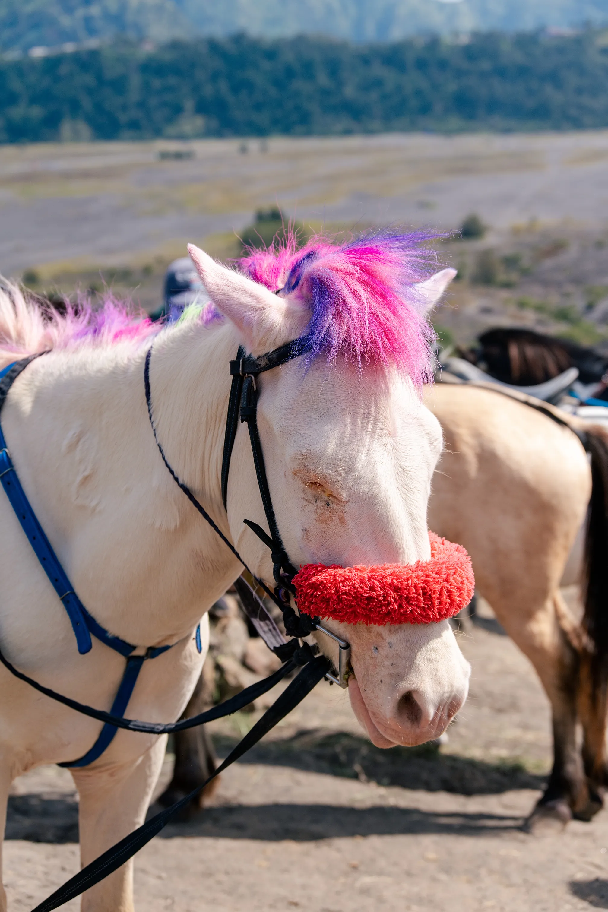 阳光彩虹小白马