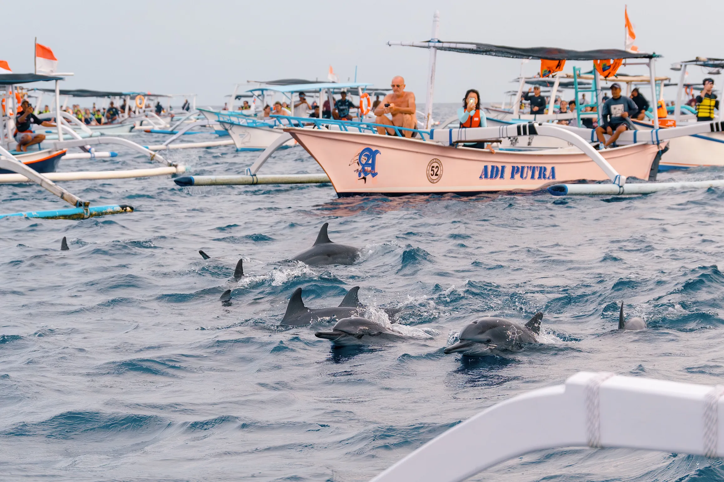 出来透气的海豚们