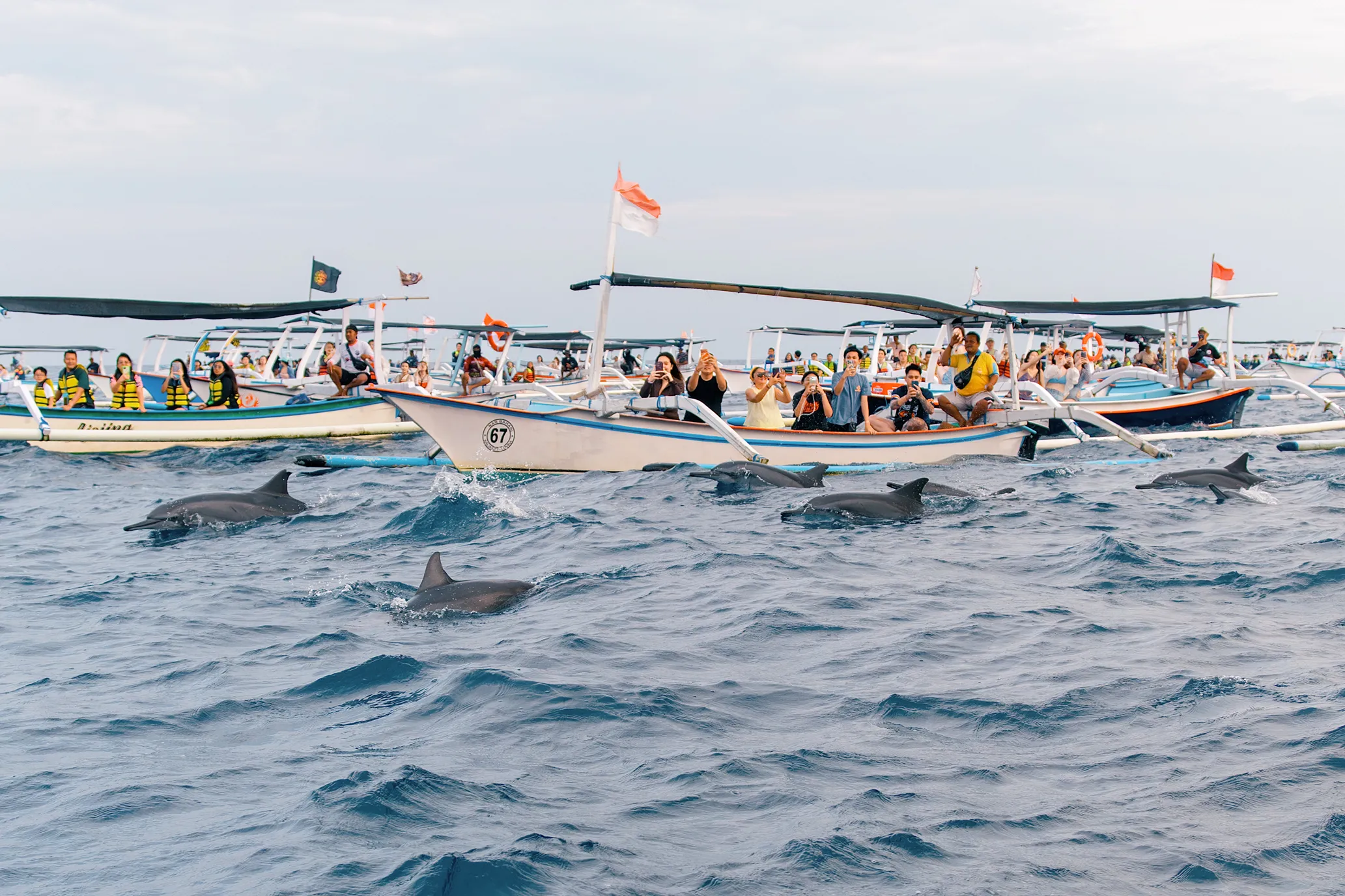出来透气的海豚们