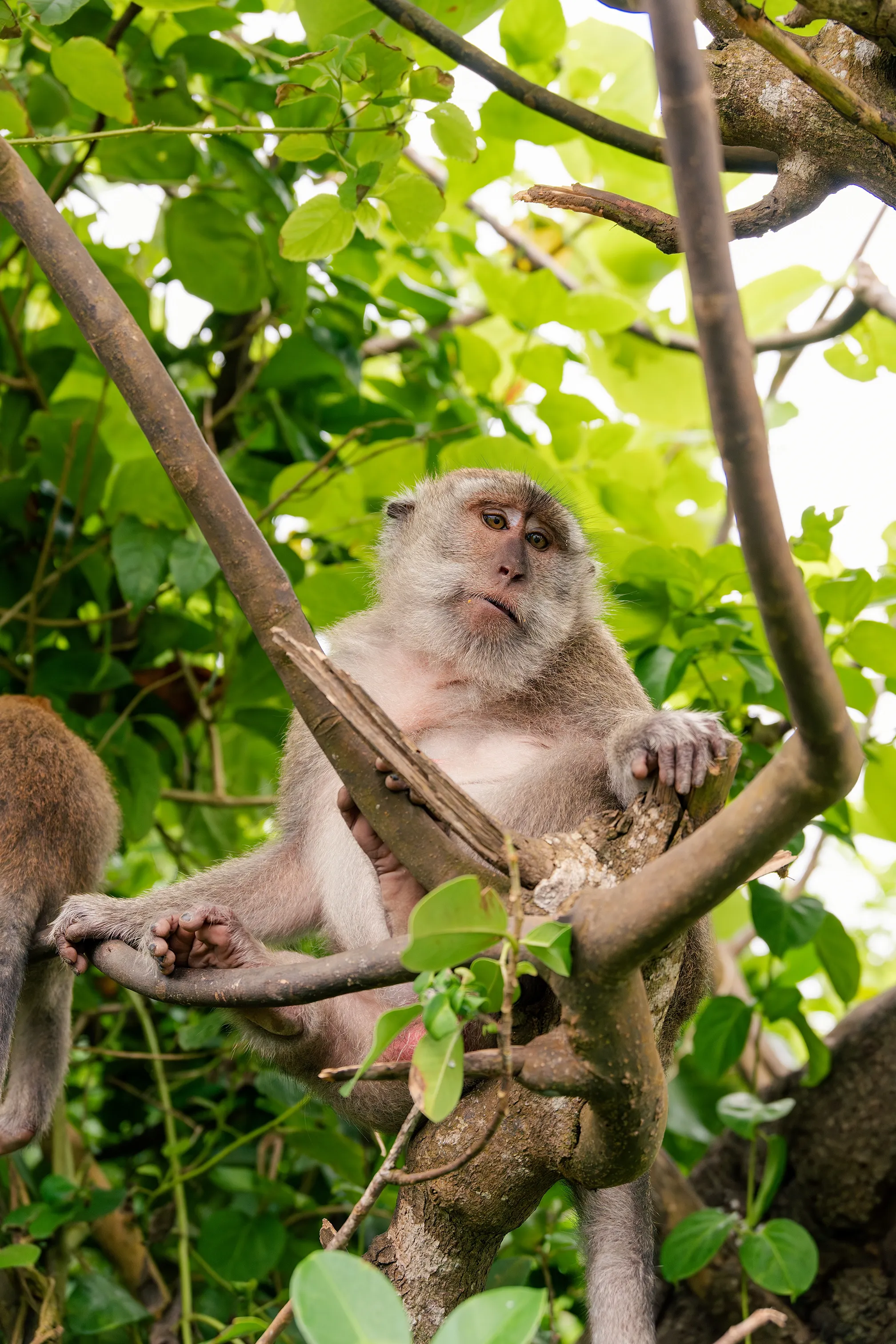 面对络绎不绝的游客却又无可奈何的猴哥 🐵