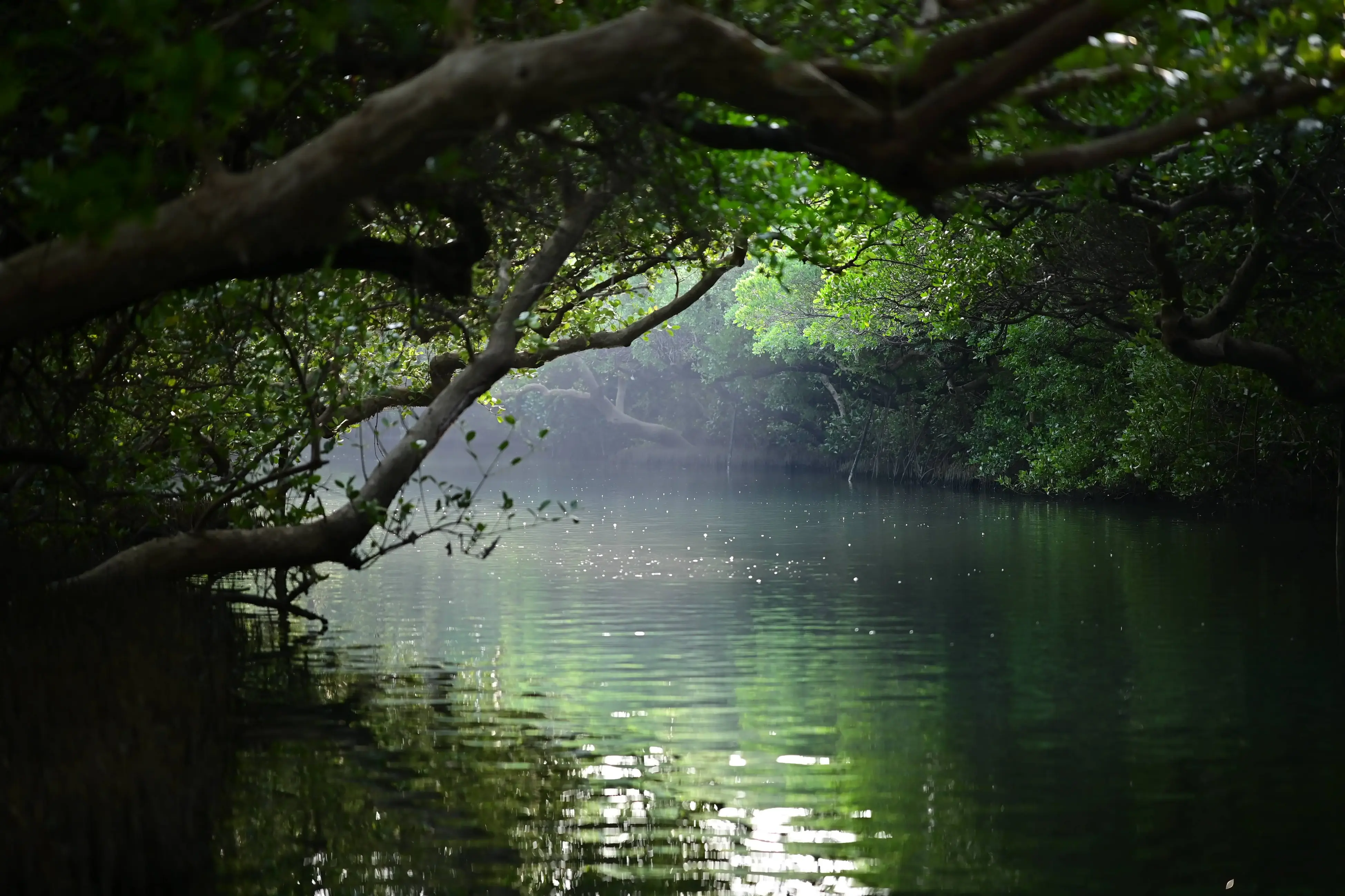 绿色隧道最深处