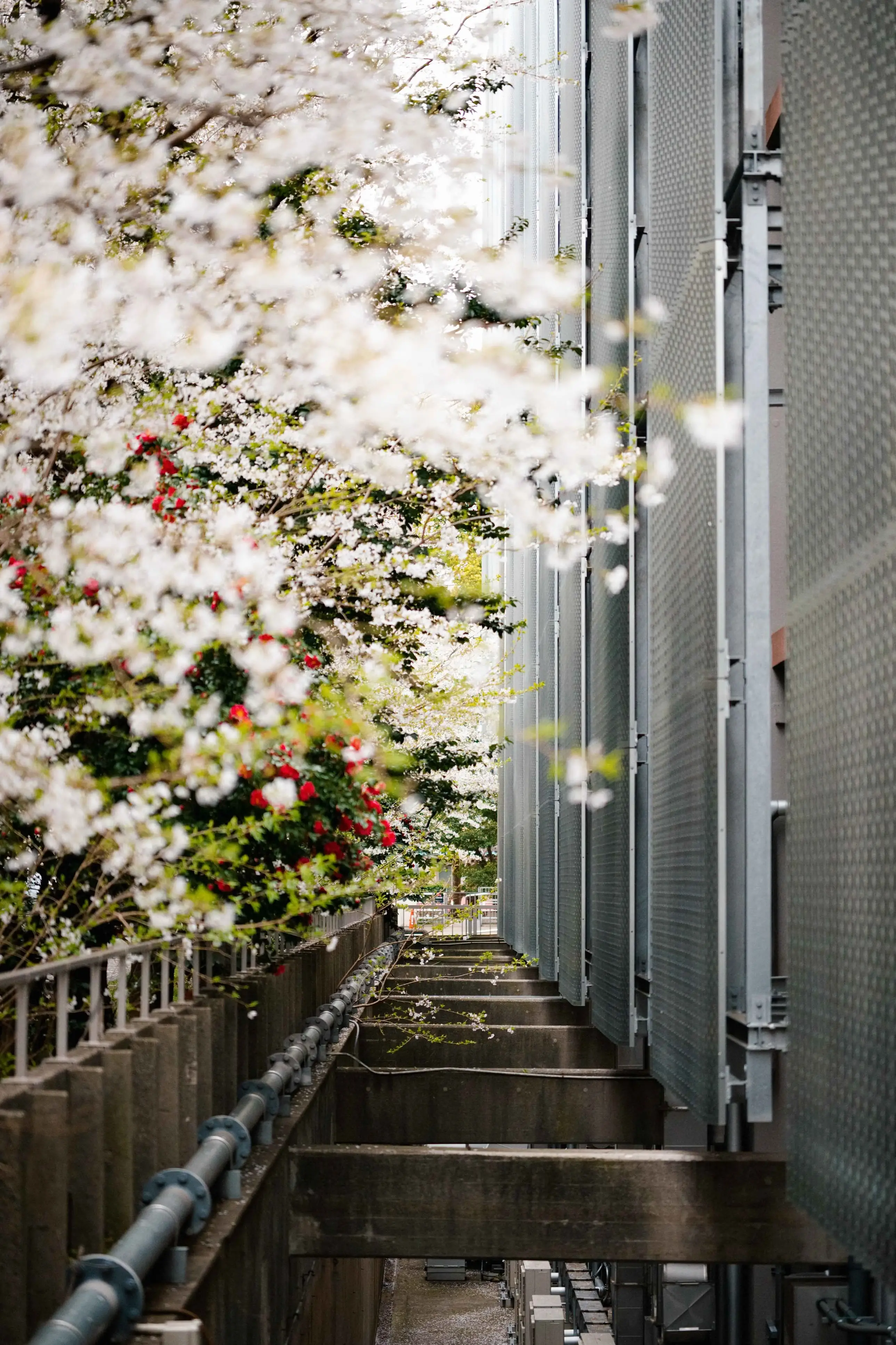 东京大学校园一角