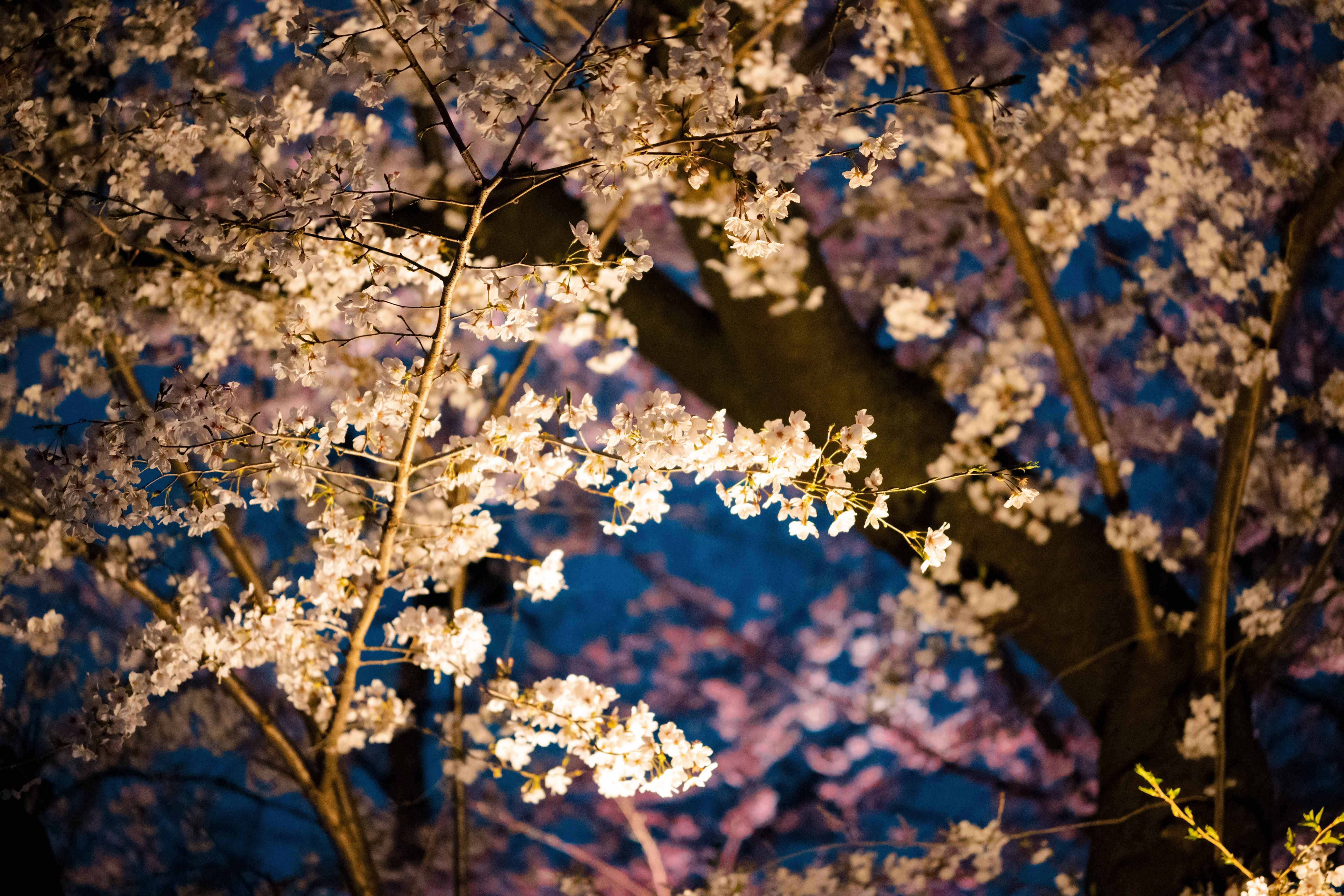 夜樱