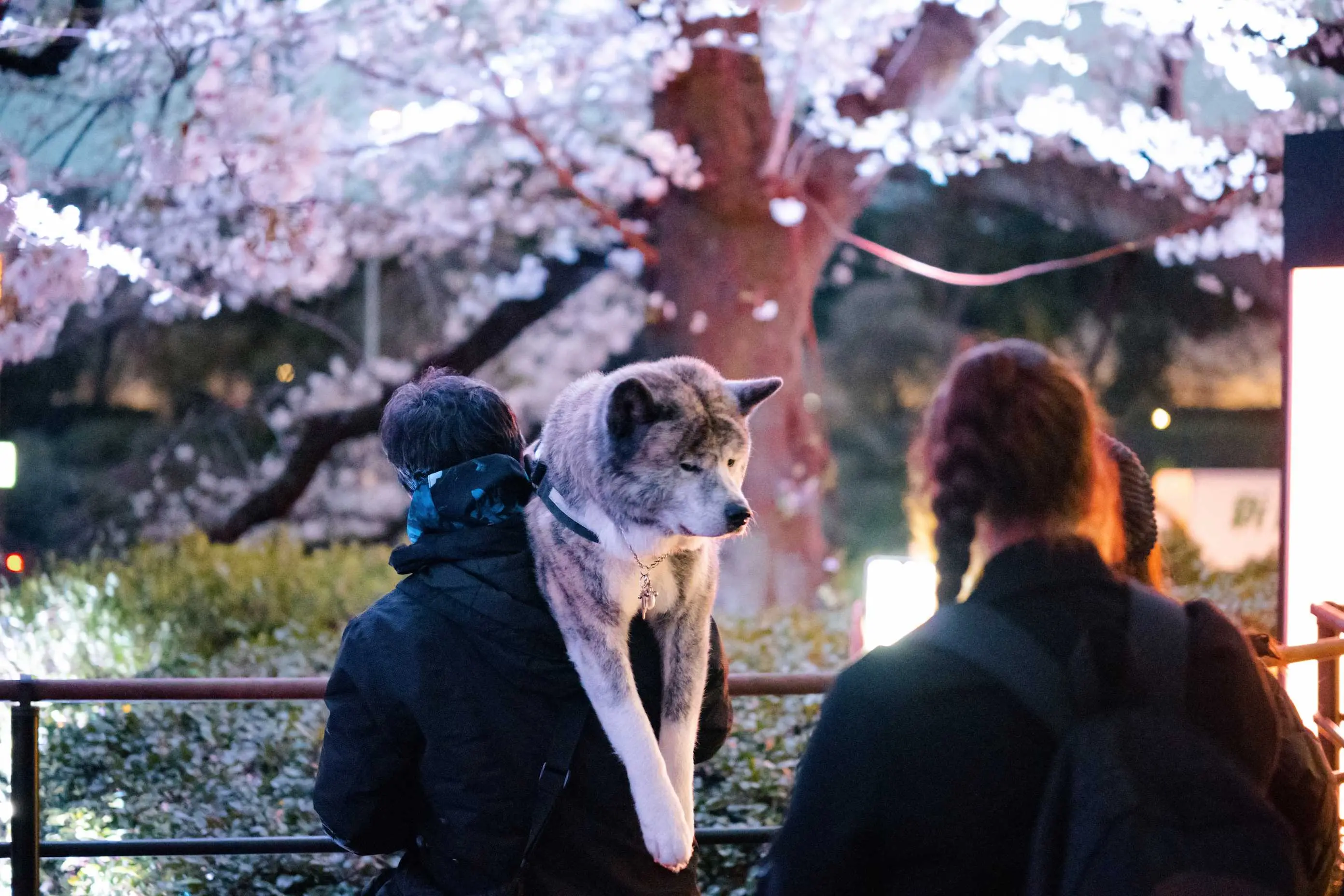 被迫营业的秋田犬