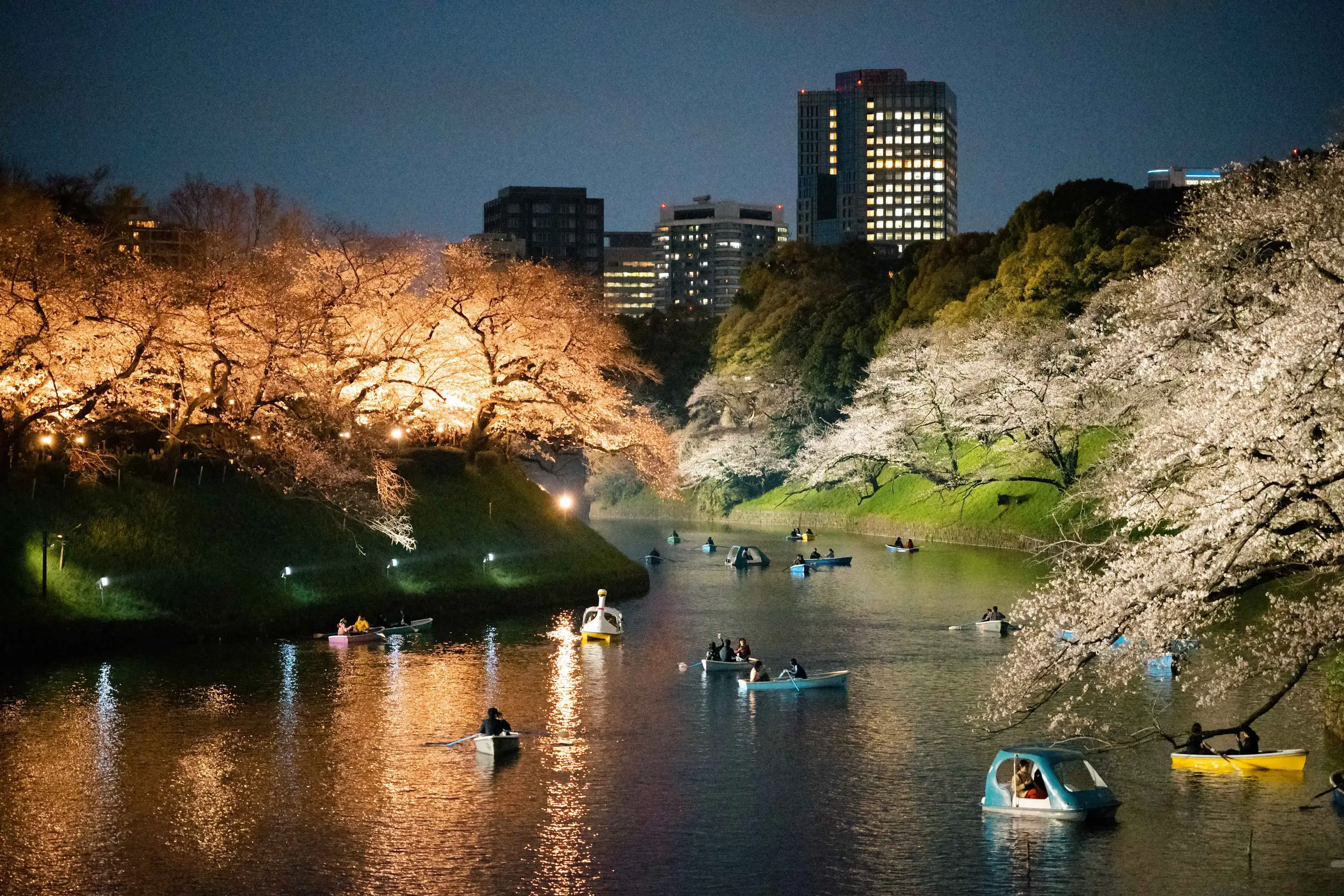 千鸟渊夜樱与游船