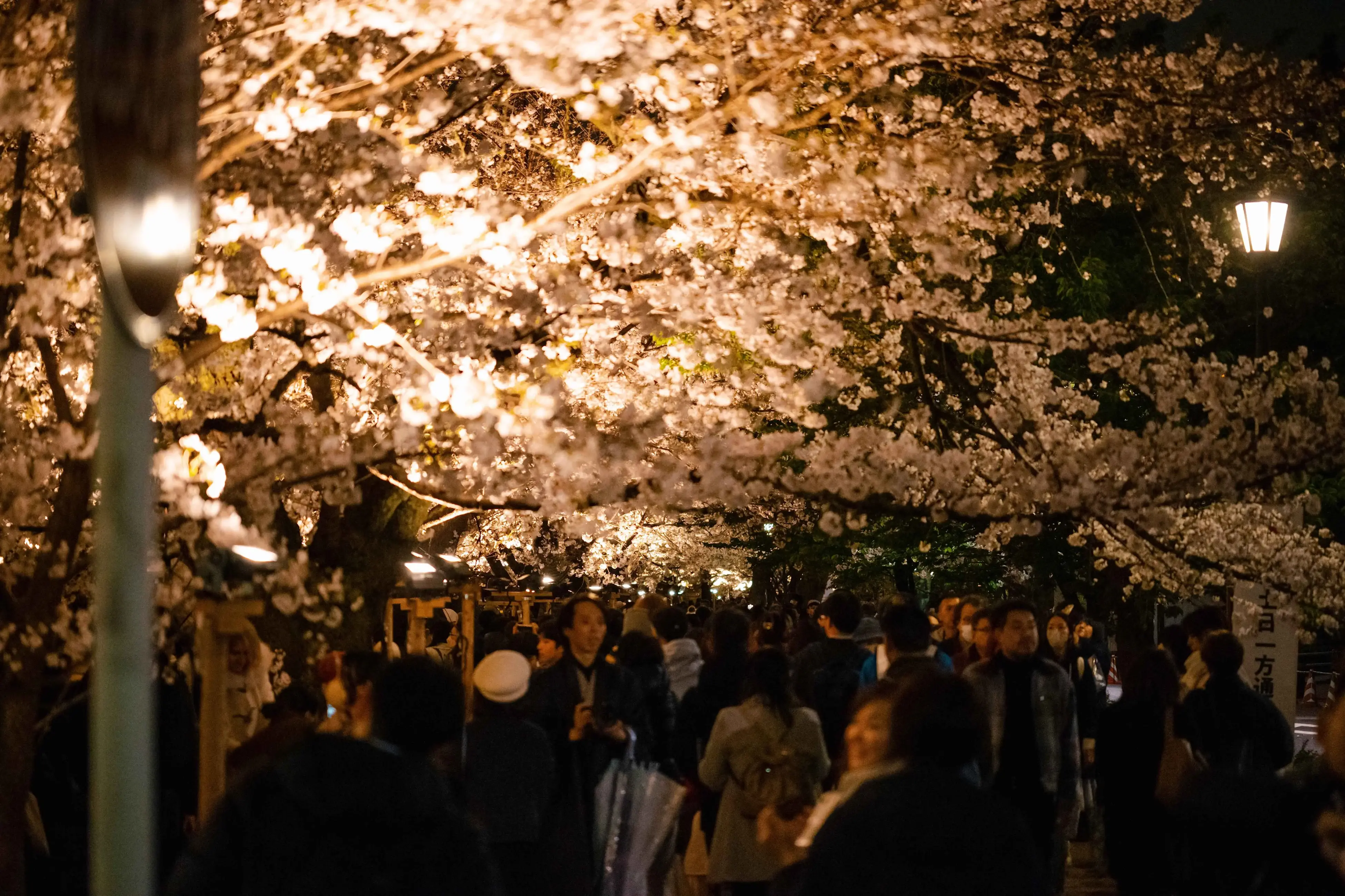 络绎不绝的赏樱人群