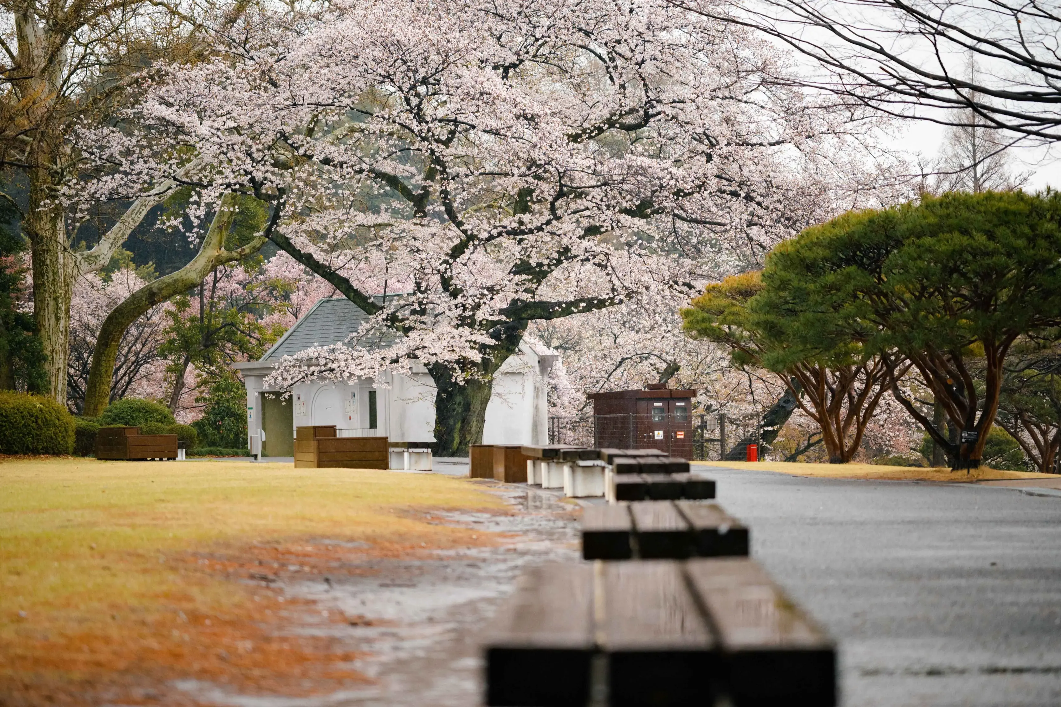 大雨中的新宿御苑
