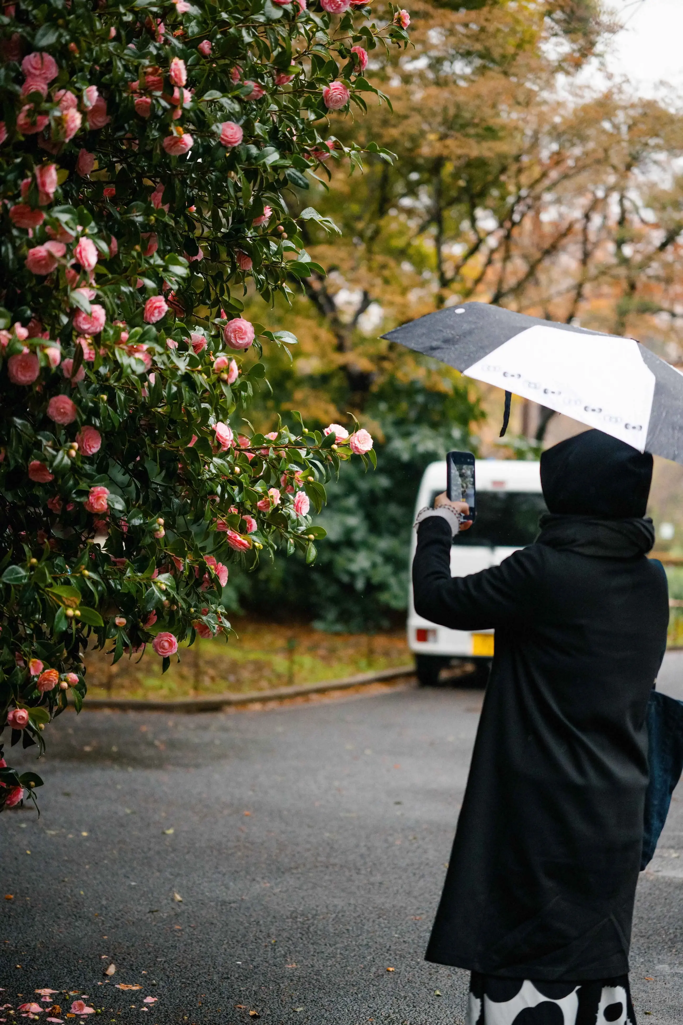 拍摄山茶花的路人