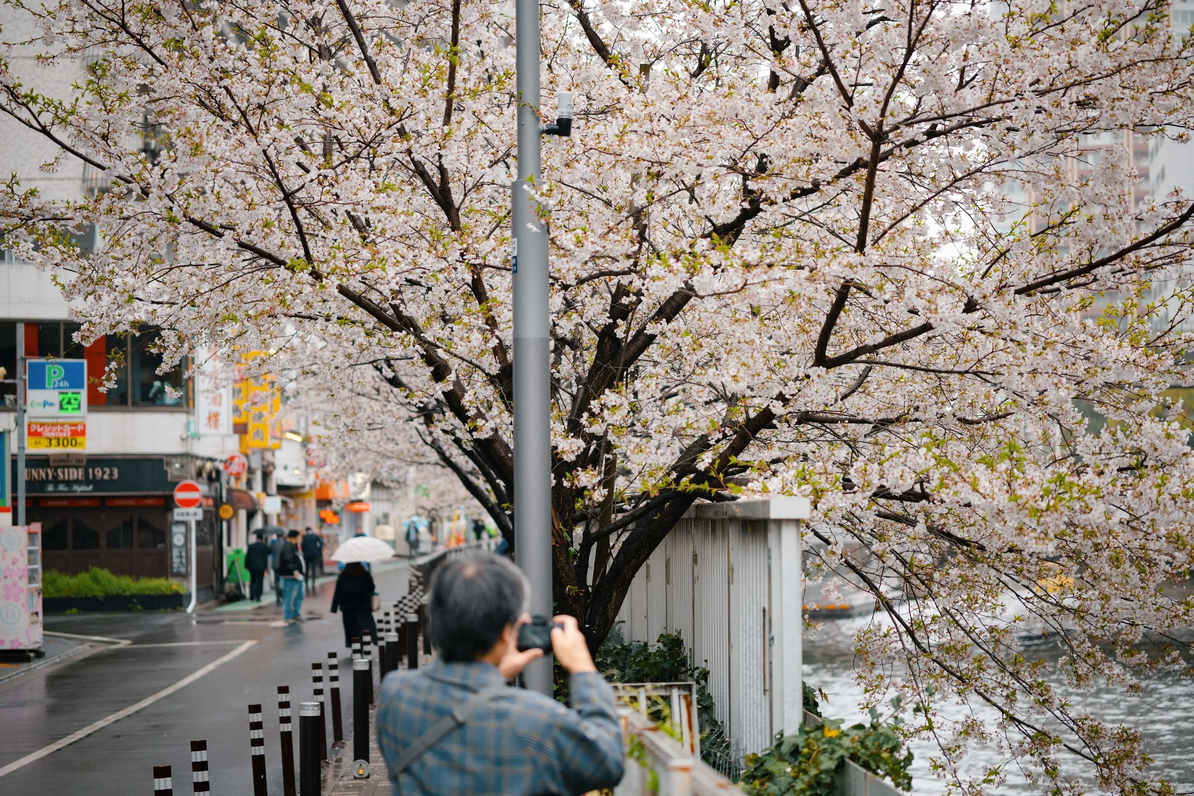记录樱花的路人