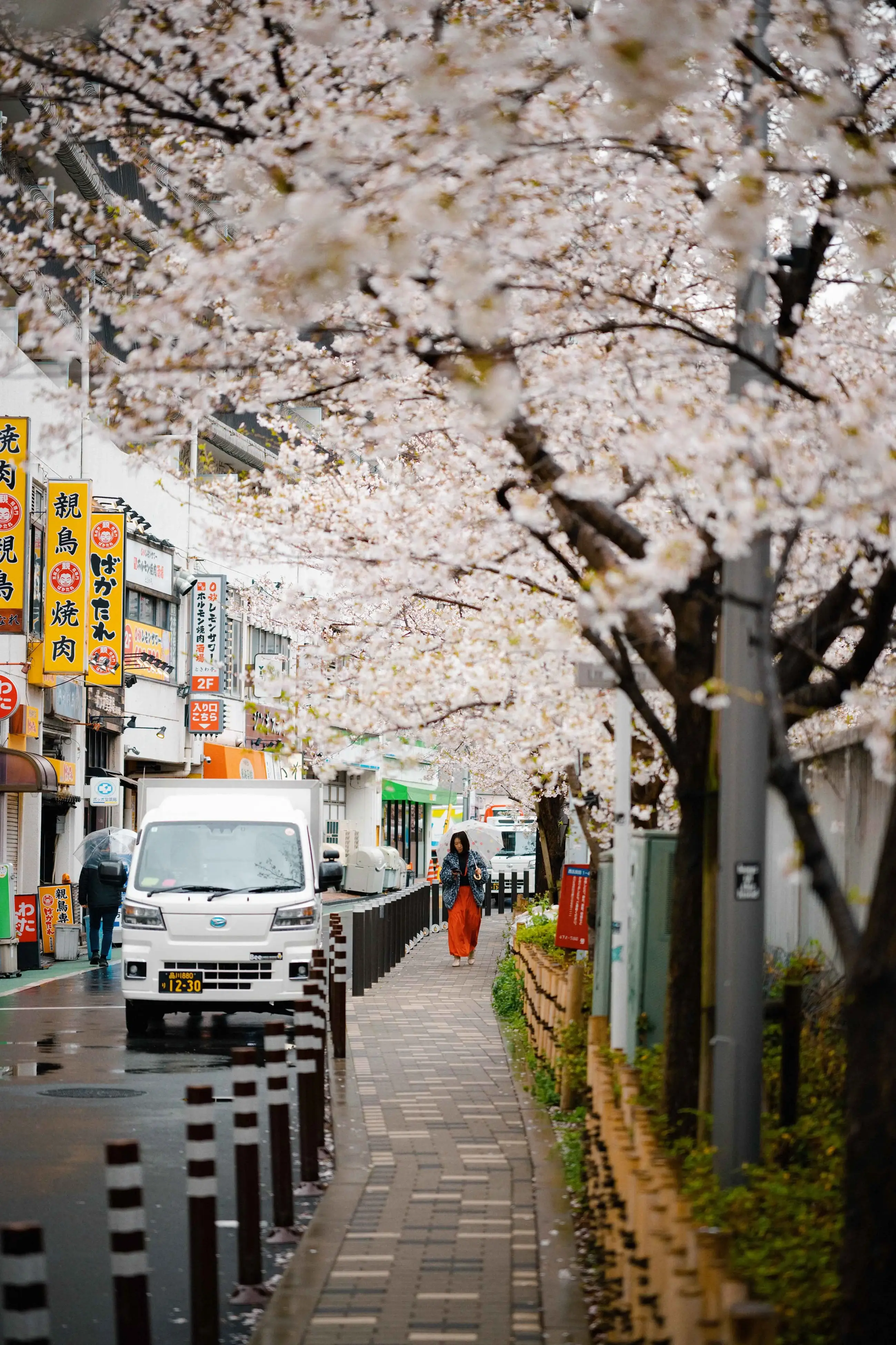 樱花长廊的路人